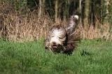 BEARDED COLLIE 394
